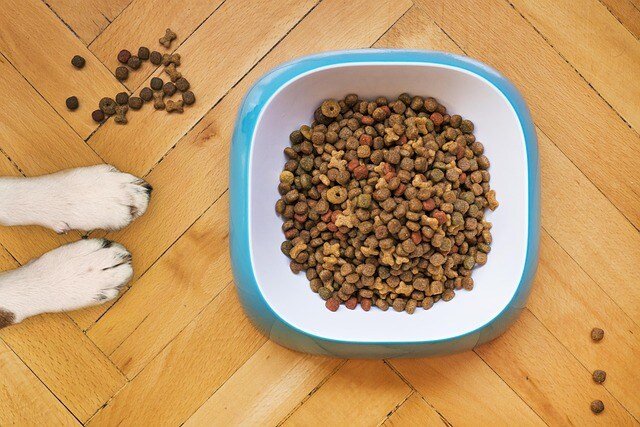 Dry Dog Food Really Last