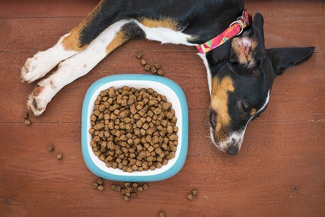 Food for Dogs With Stomach Problems