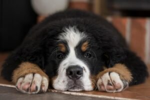 Greater Swiss Mountain Dog Health