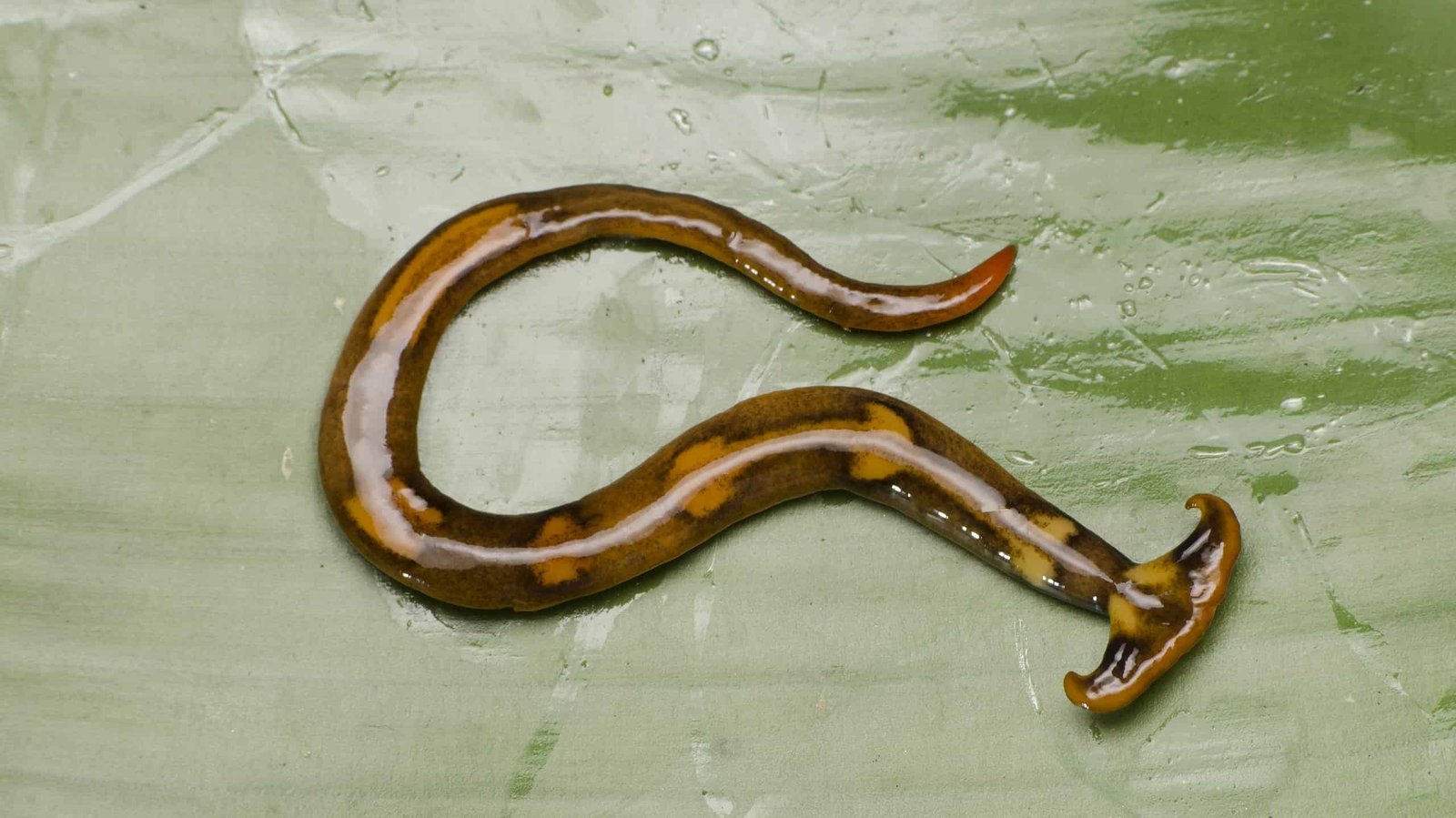 Hammerhead Worms Around Your Dog