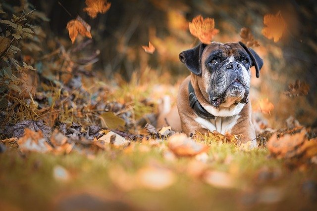 Health Issues in Boxer Dogs