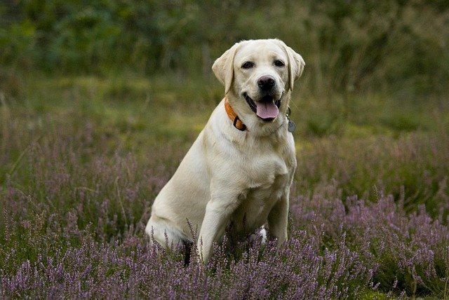 Health Problems in Your Labrador