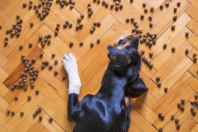 How Long Does Dry Dog Food Really Last