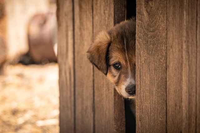 How Long Should You Crate Your Dog