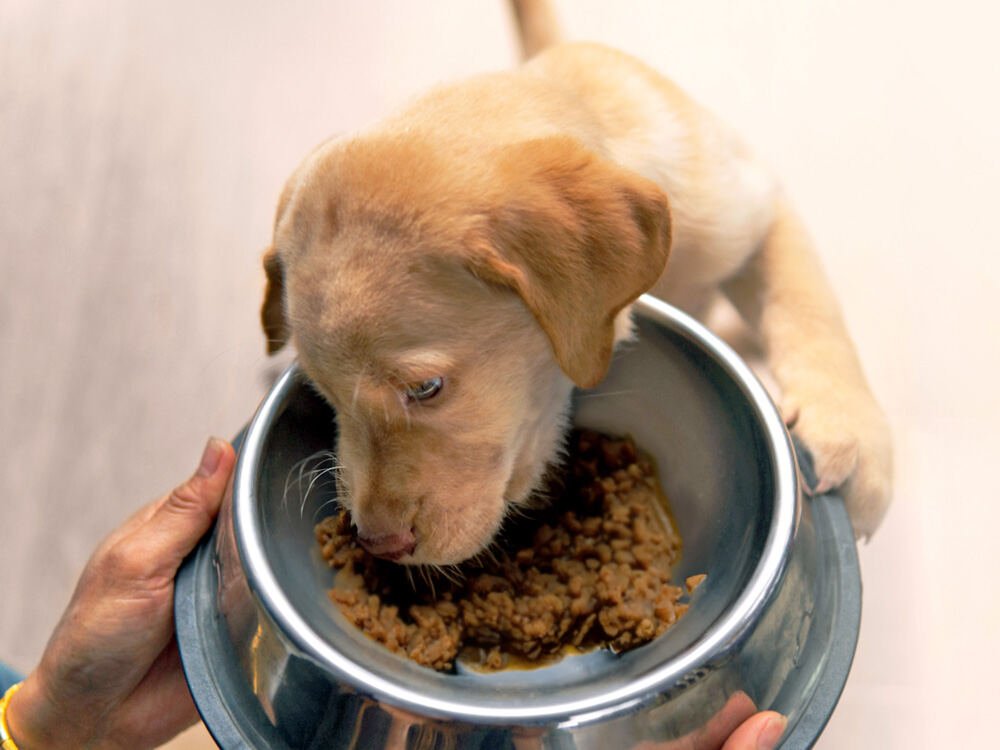 How Much Wet Food to Feed a Dog