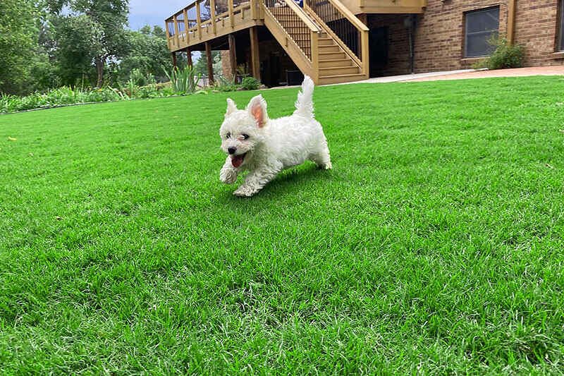 How to Choose Bermuda Grass for Your Dog's Yard