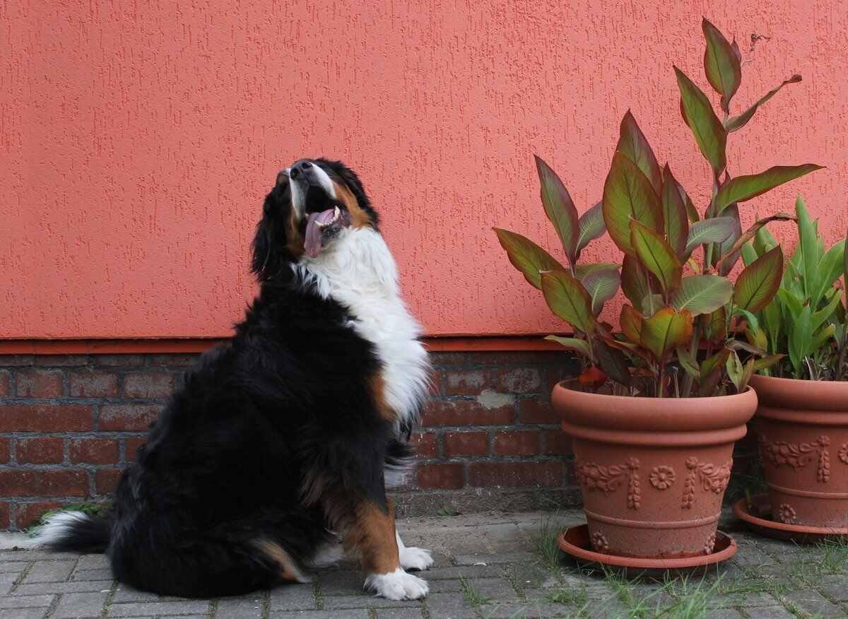 Keep Sacred Items Safe from Dogs