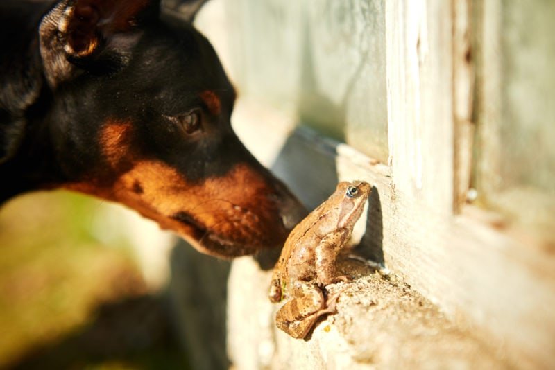 Keep Your Dog Safe from Frog Licking Risks
