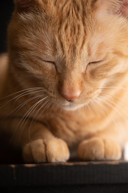 Key Signs of Cat Body Language You Should Know