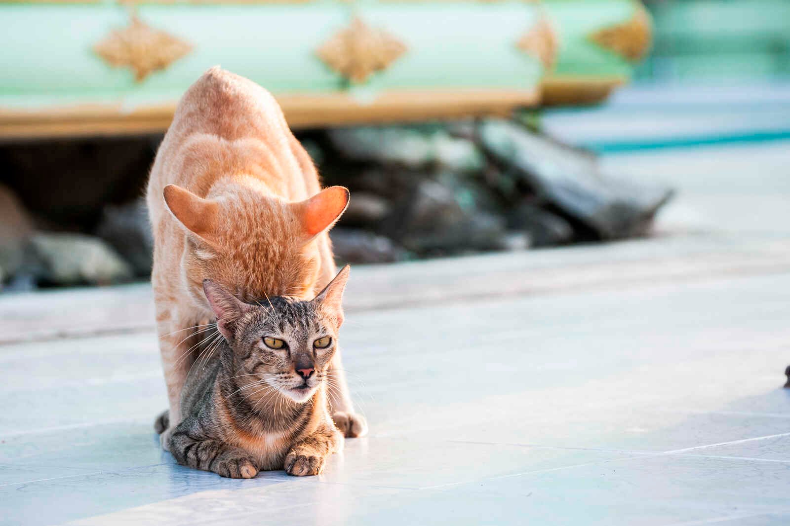 Male Cat Mating Behavior