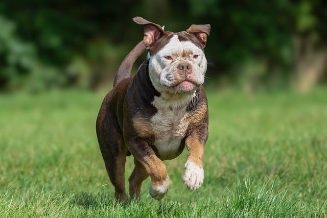 Measure Your Dog's Running Speed