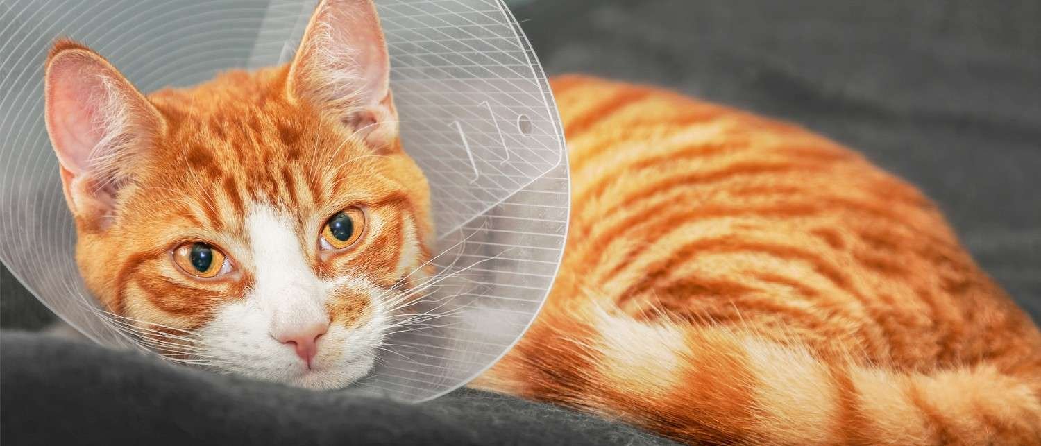 Neutered Cat