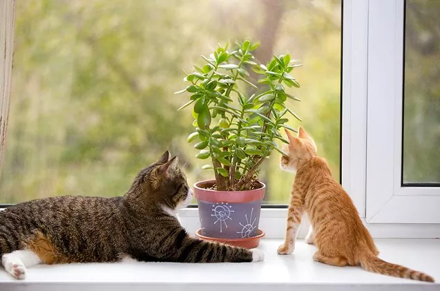 Poisonous House Plants for Cats