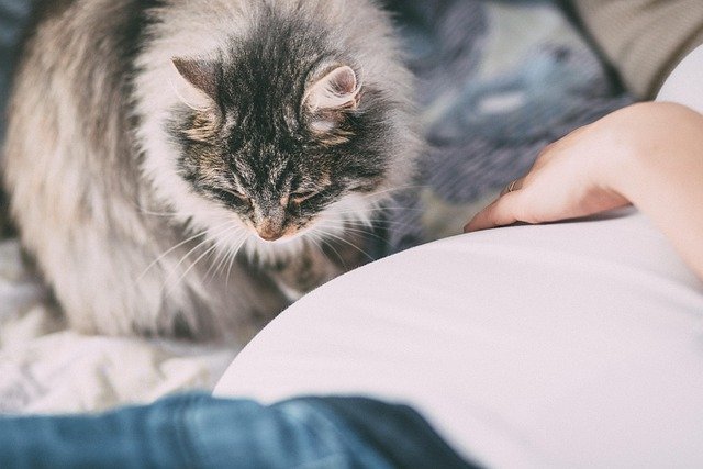Pregnant Cat Behavior Week by Week
