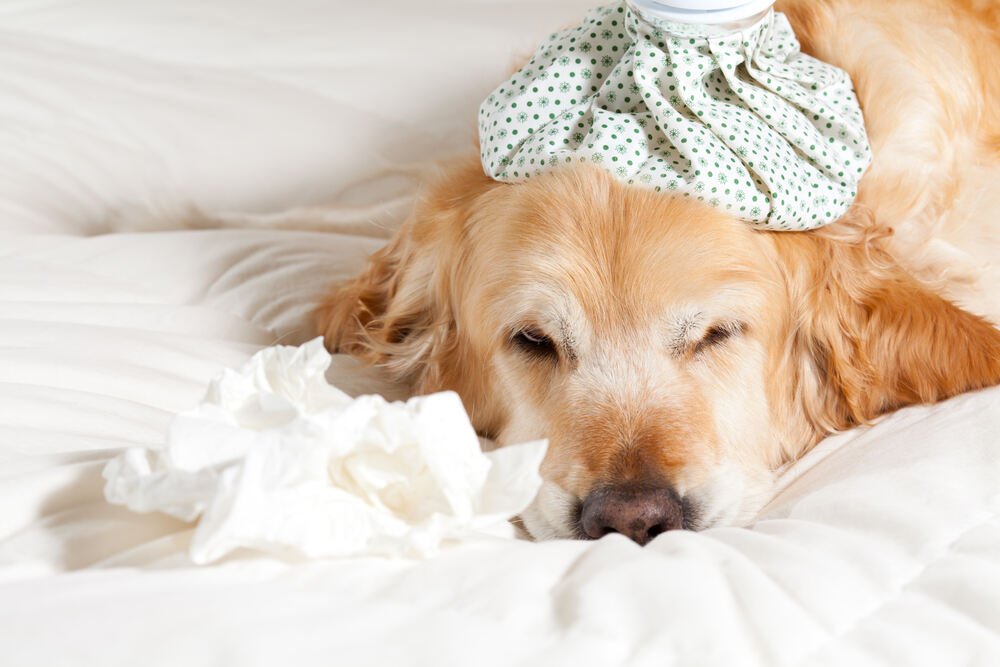 Protect Your Dog from Human Flu