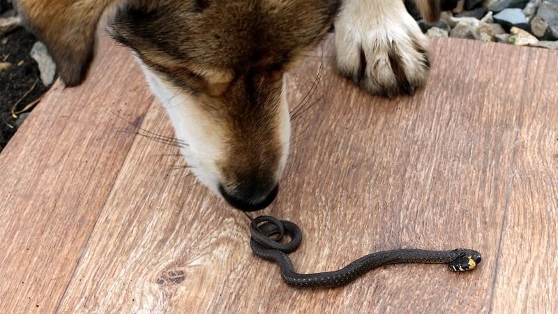 Protect Your Dog from Snake Venom