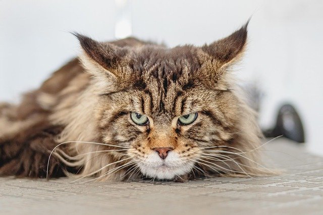 Purebred Maine Coon