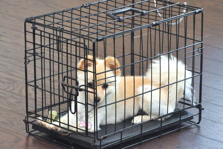 Taking Down a Dog Cage
