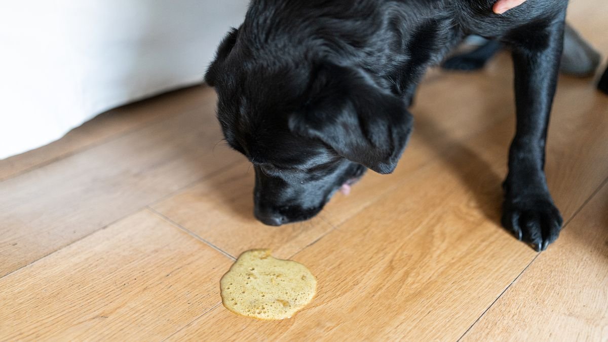 Treat Your Dog's Yellow Vomit at Home
