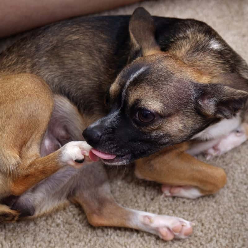 Why Your Dog Won’t Stop Chewing Her Paws