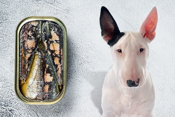 Adding Sardines to Your Dog's Diet