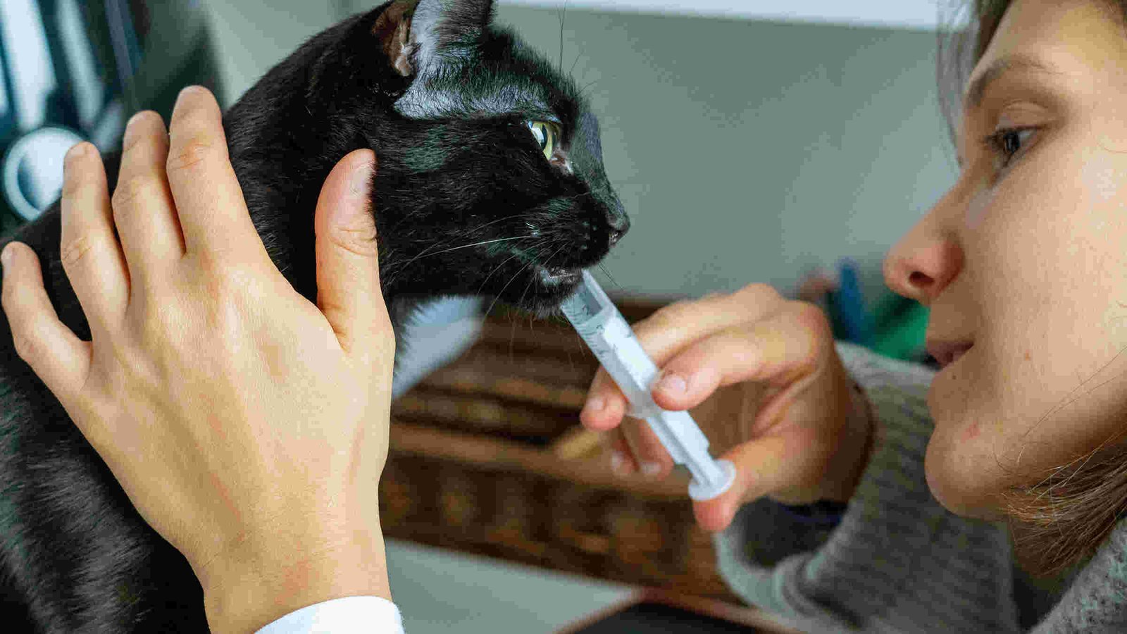 Administering Gabapentin to Cats