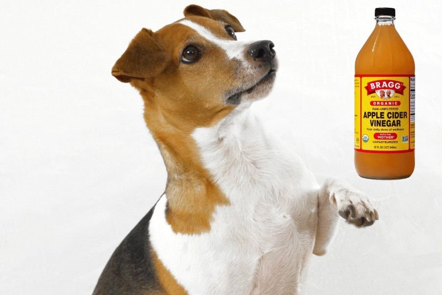 Apple Cider Vinegar for Dogs