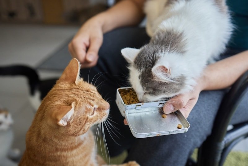 Are Chia Seeds Bad for Cats