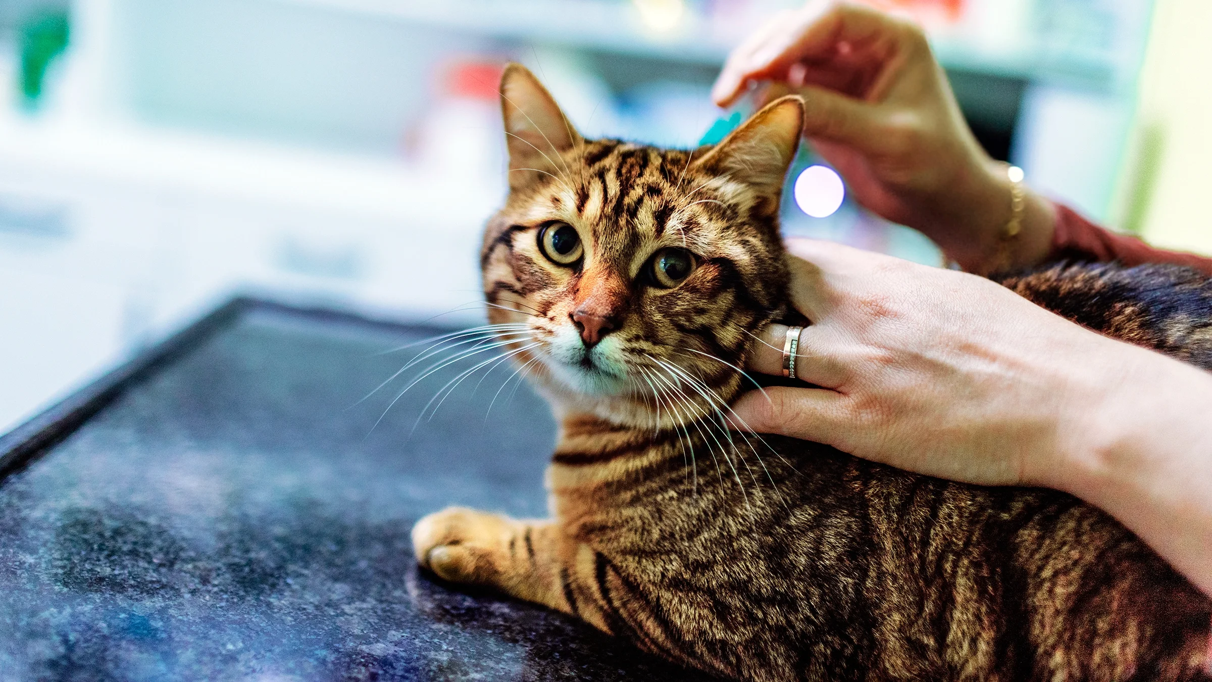 Buying Revolution for Cats