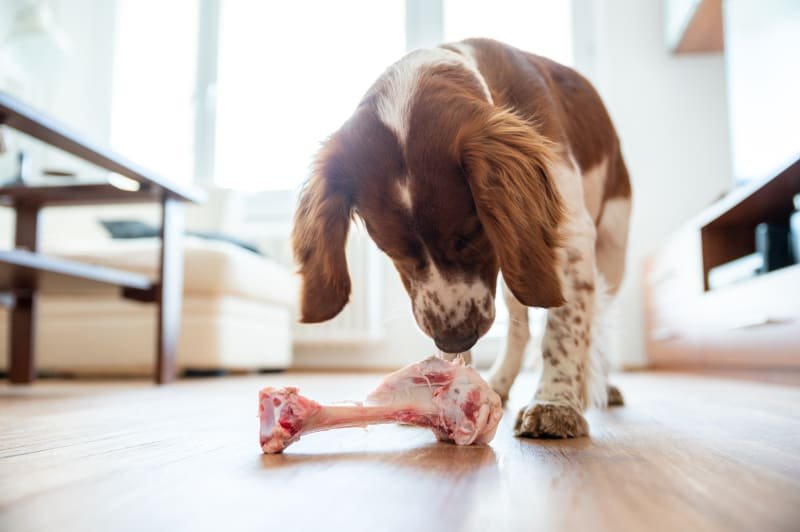 Can Dogs Safely Chew on Ham Bones