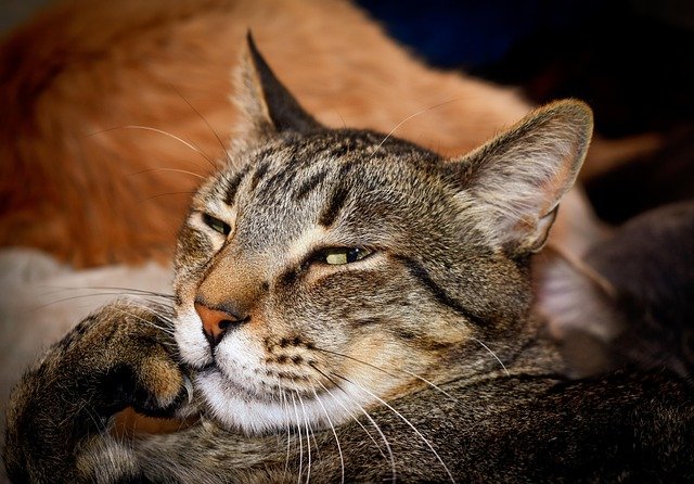 Cat Nail Trimming Without Stress