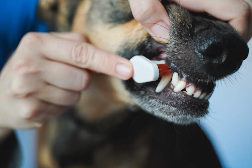 Cost of Dog Teeth Cleaning