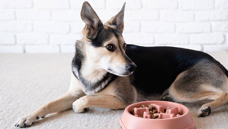 Do Dogs Eat When They Have Bloat