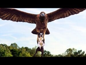 Do Eagles Eat Dogs