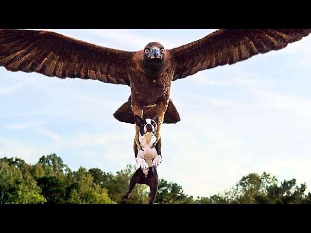 Do Eagles Eat Dogs