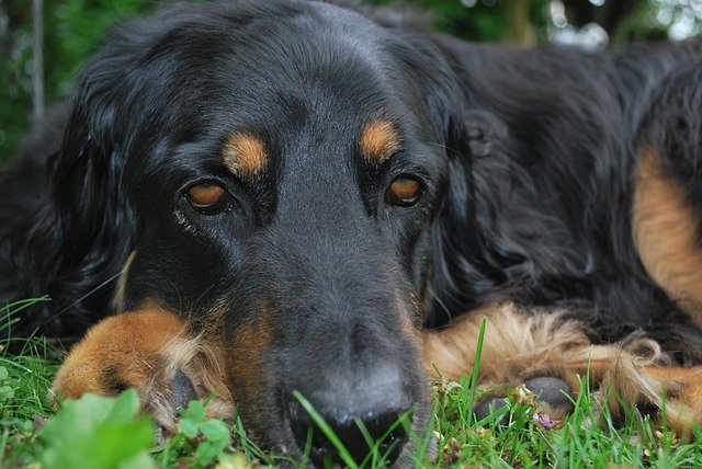 Dog Starts Puking Yellow Foam
