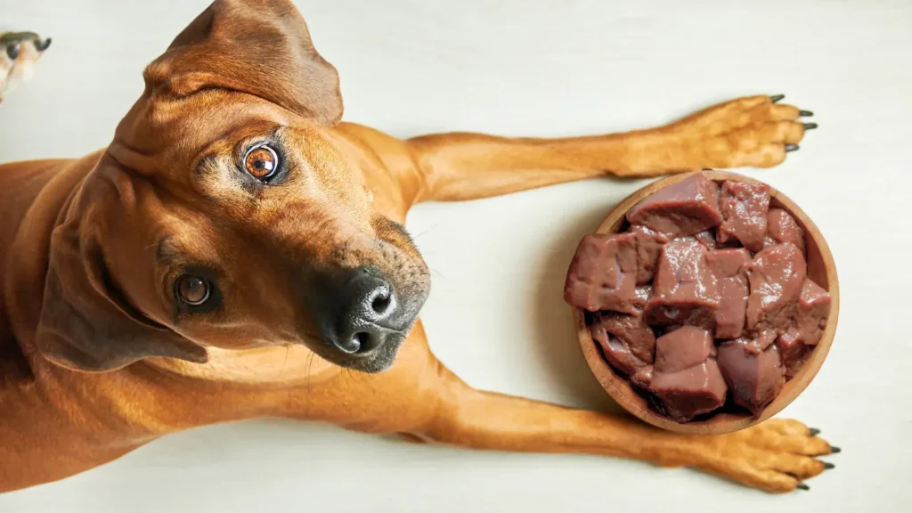 Feeding Cow Liver to Dogs