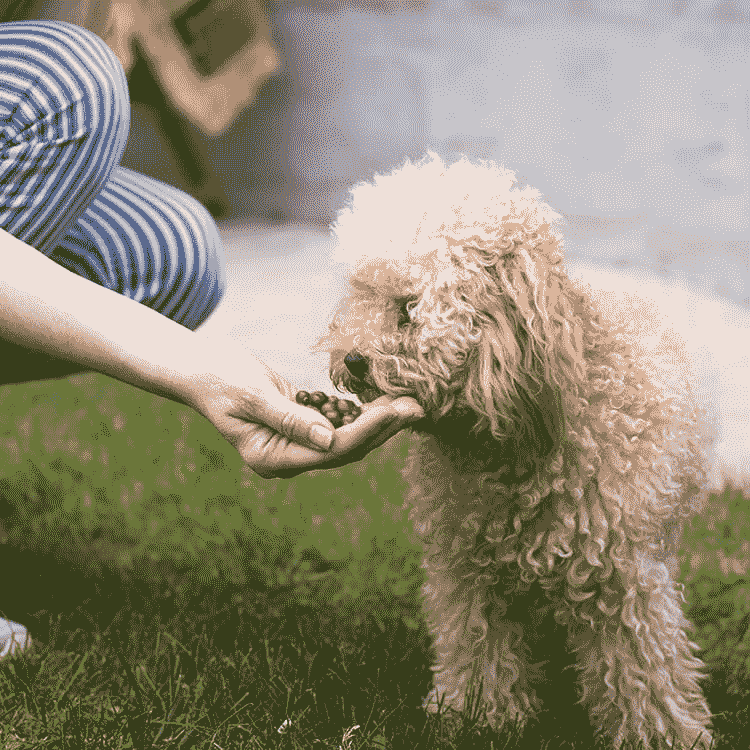 Feeding Dried Cranberries to Dog