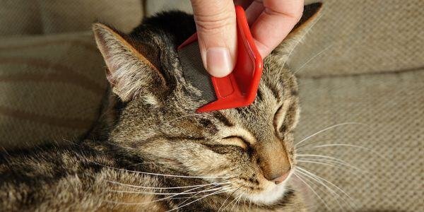 Flea and Tick Sprays Around Cats