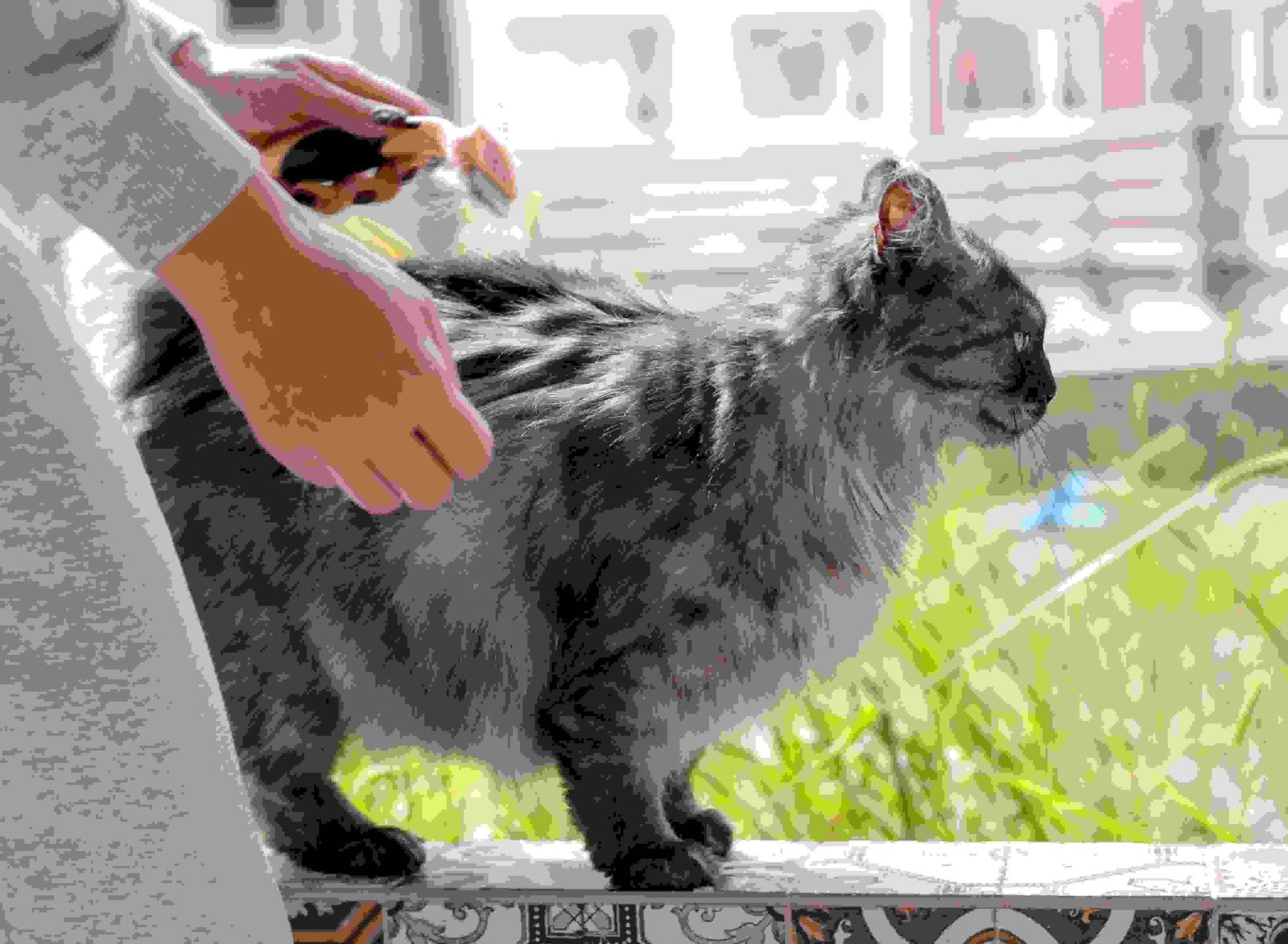 Get Knots Out of a Cat's Fur