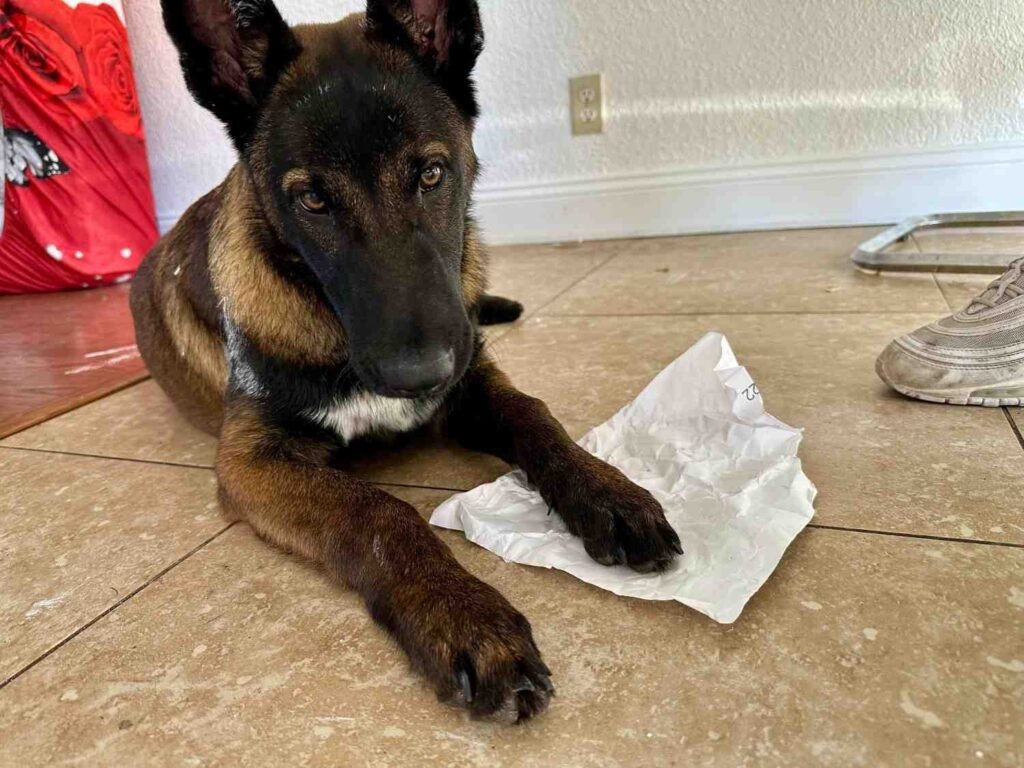 Get Paint Out of a Dog’s Fur