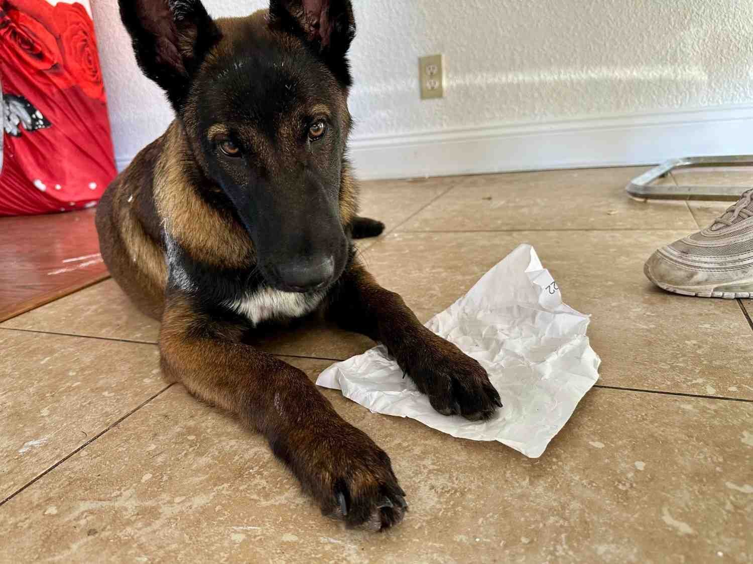 Get Paint Out of a Dog’s Fur