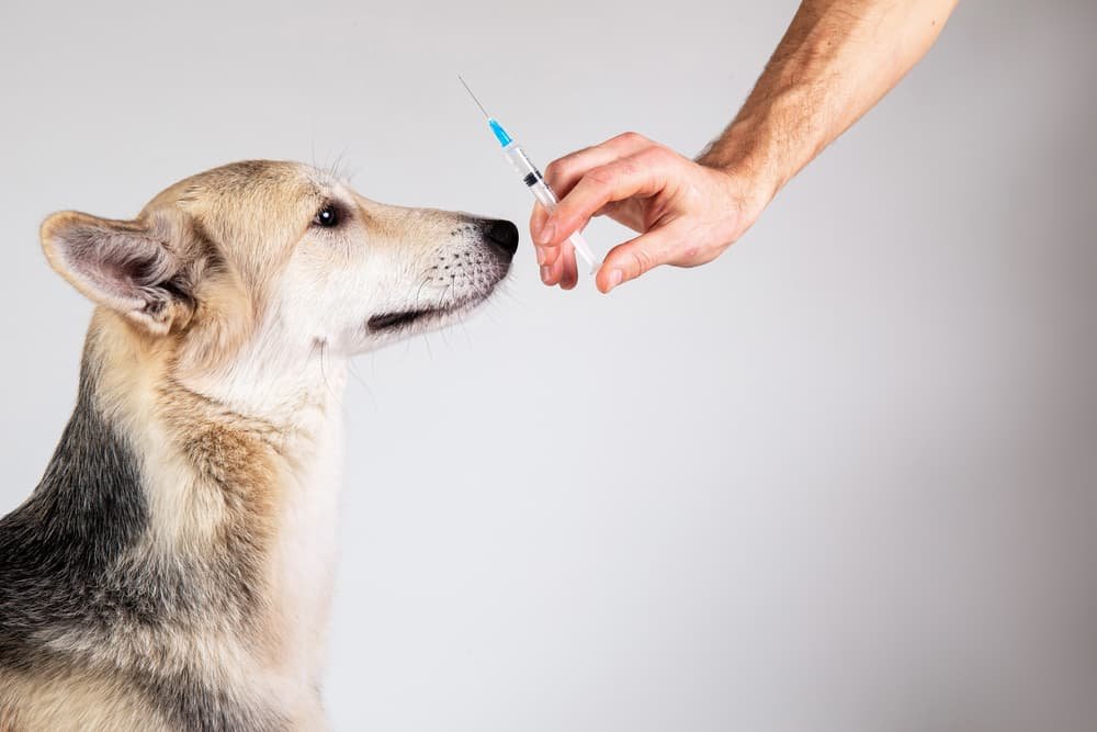 Give a Dog an Insulin Injection