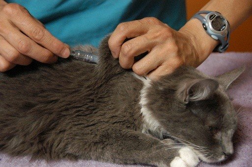 Giving Subcutaneous Fluids to Cats