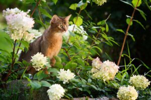 Grow Hollyhocks with Cats