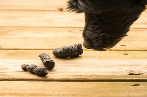 How Long Can Worms Survive in Dog Feces