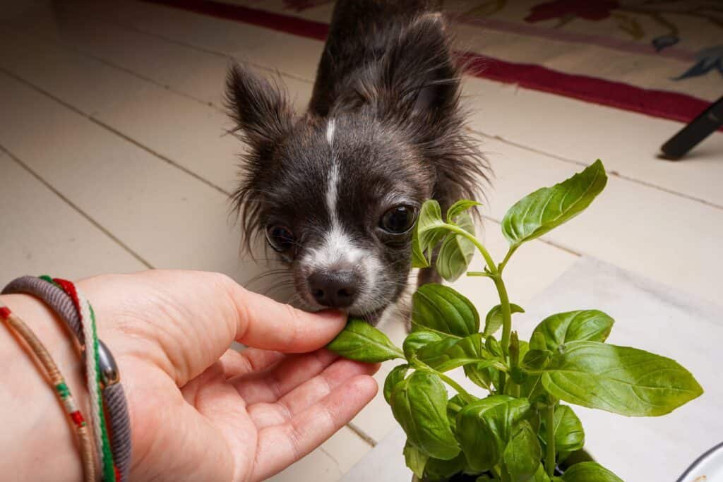 Is Basil Poisonous to Dogs