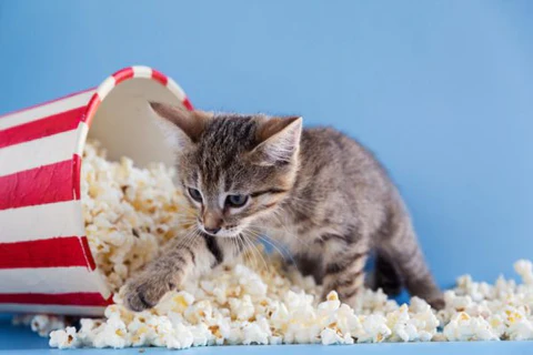 Is Popcorn Safe for Cats