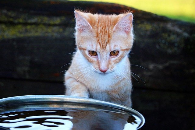 Is Tap Water Safe for Cats