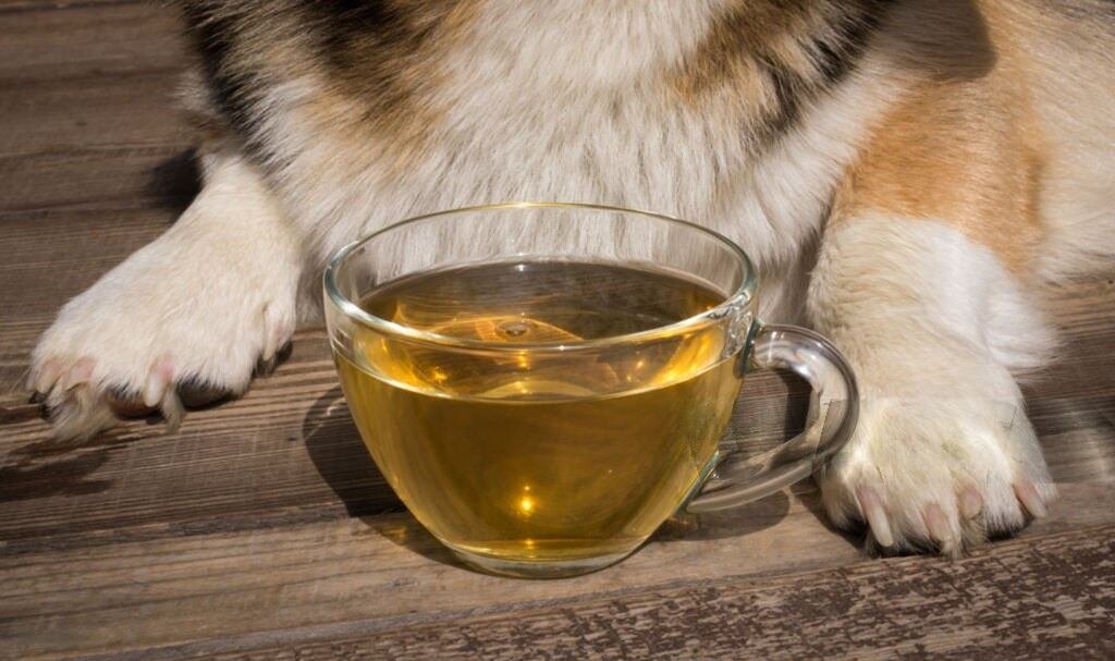 Is Tea Toxic to Dogs
